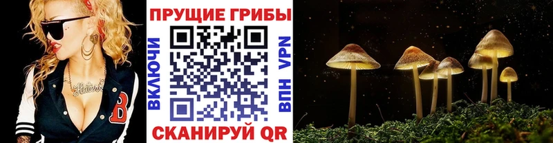 kraken   Артёмовский  Галлюциногенные грибы мицелий 